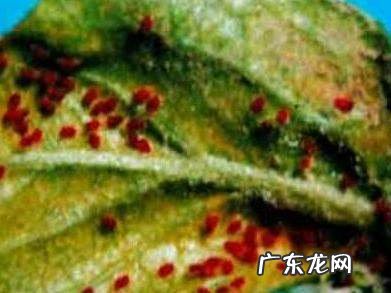 红枣生的是什么虫,鲜枣里面的虫子是怎么生成的