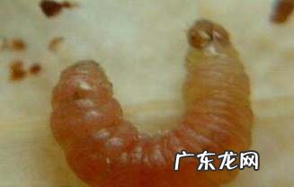 红枣生的是什么虫,鲜枣里面的虫子是怎么生成的