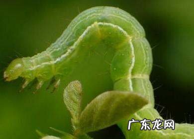 红枣生的是什么虫,鲜枣里面的虫子是怎么生成的