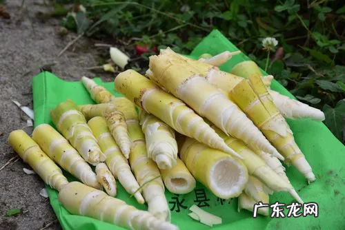 竹笋为什么是苦的,竹笋吃起来麻麻的是什么原因