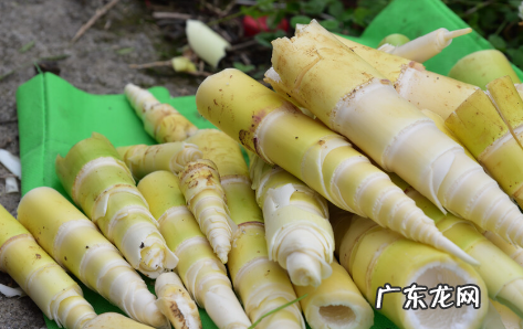 竹笋为什么是苦的,竹笋吃起来麻麻的是什么原因