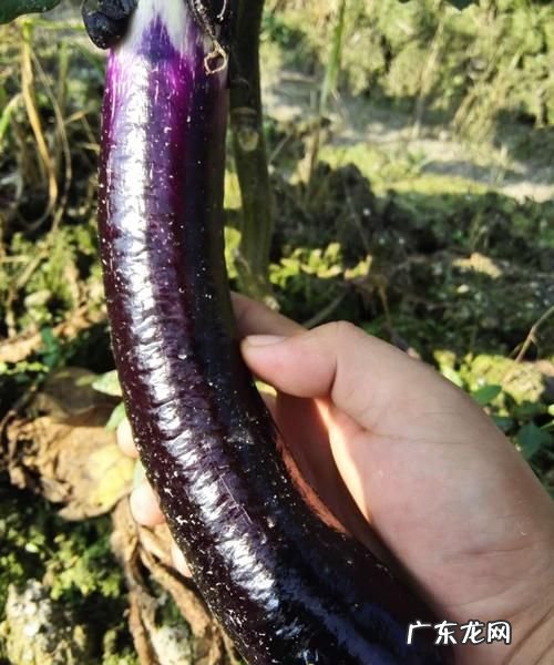 茄子的表面外形特点是什么,茄子的形状和表面是什么样子