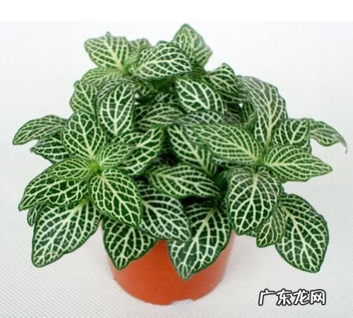 叶子观赏植物有哪些,常见的室内观叶植物有哪些