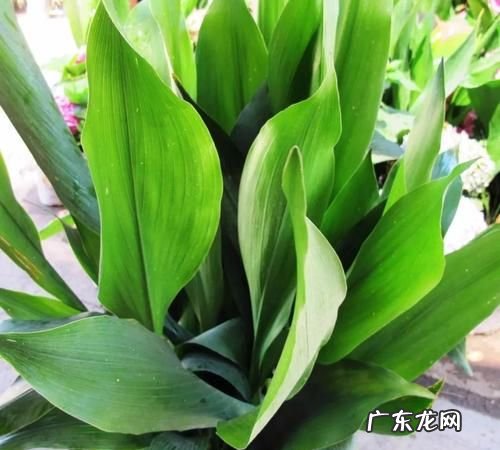 叶子观赏植物有哪些,常见的室内观叶植物有哪些
