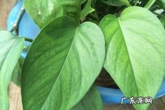 叶子观赏植物有哪些,常见的室内观叶植物有哪些