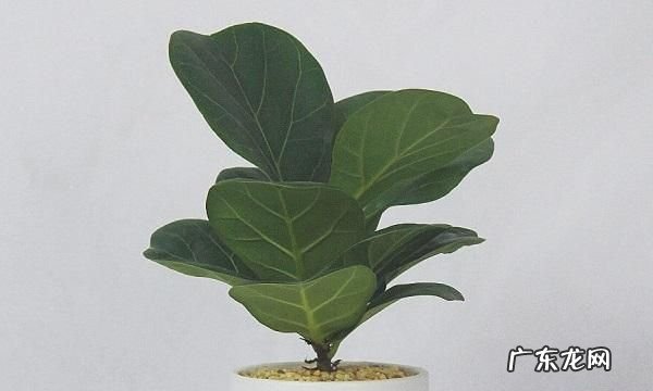 叶子观赏植物有哪些,常见的室内观叶植物有哪些