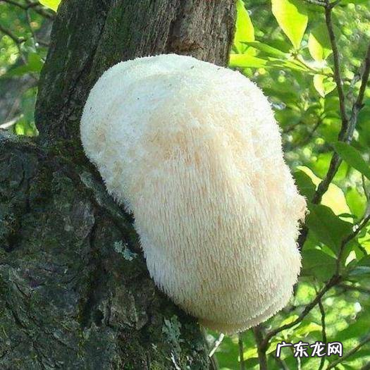 猴头菇如何处理不苦,鲜猴头菇怎么处理不苦