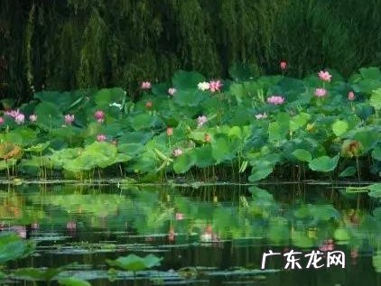 小暑三候是什么,小暑节气的由来 小暑三候指的是什么意思
