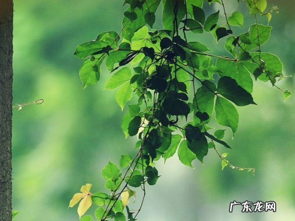 小暑三候是什么,小暑节气的由来 小暑三候指的是什么意思