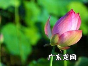 小暑三候是什么,小暑节气的由来 小暑三候指的是什么意思