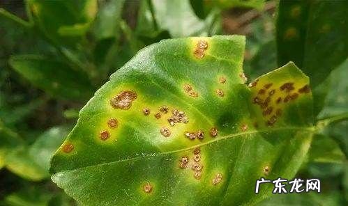 桃树如何使用芸苔素,桃树卷叶用什么药最好采法特