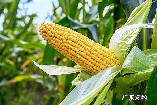 大量鲜玉米怎么保鲜,新鲜玉米怎么保存时间长一点