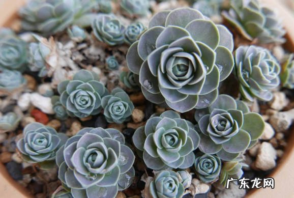 宝石花 什么多肉不用担心被冻死