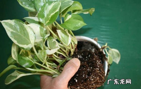 休眠期 什么状态的花不能浇水