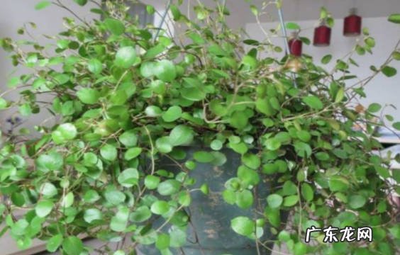 没有处于通风环境 千叶吊兰黄叶的原因