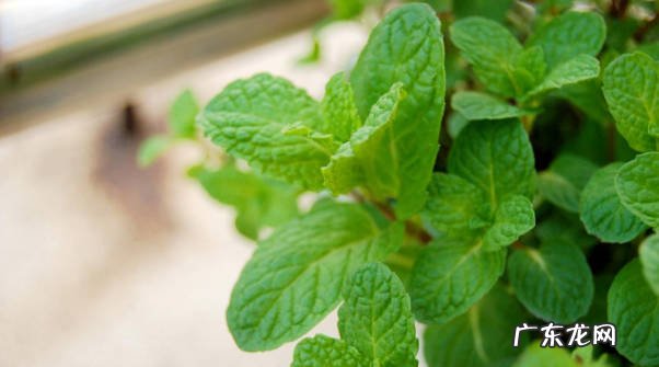薄荷 哪些植物会散发出奇特的香味