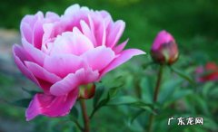 牡丹花 哪些花被称作四大名花