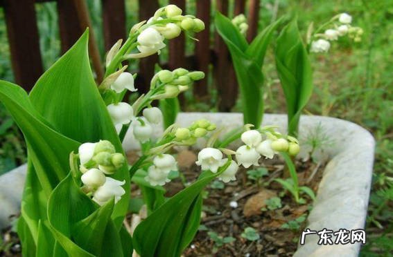 不能 铃兰花一年能多次开花吗