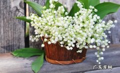 不能 铃兰花一年能多次开花吗