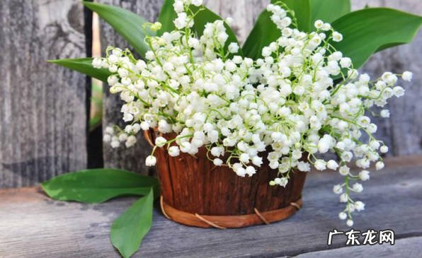 不能 铃兰花一年能多次开花吗