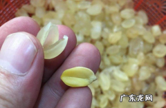 皂角米发白是坏了么,皂角米的颜色是越白越好还是越黄越好