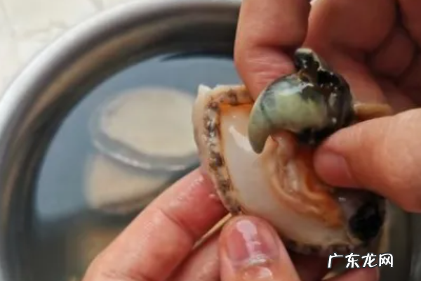 鲍鱼怎样洗才算干净,鲍鱼怎么清洗干净 鲍鱼怎么清洗才干净