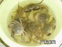清蒸螃蟹如何清洗,螃蟹怎么好吃又清蒸螃蟹的做法简单