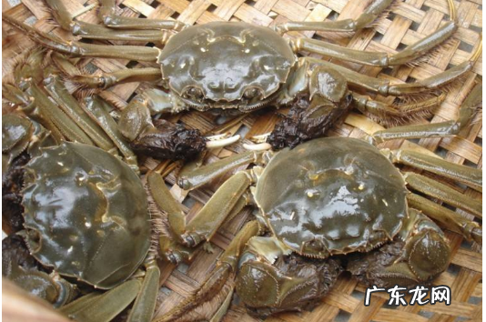 螃蟹离开水能活多久,海螃蟹离开水能活多久