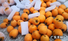 枇杷放久了还能吃,枇杷能放多久