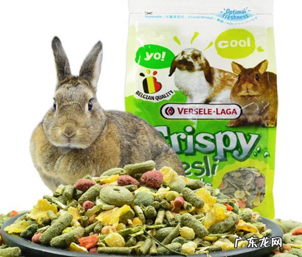 兔粮 什么食物能让兔子健康生长