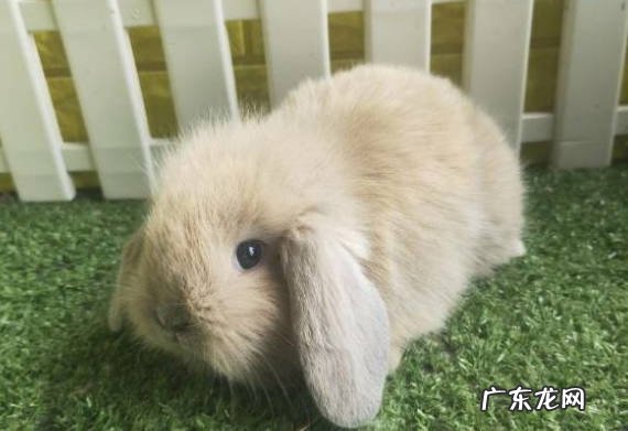 很适合 兔子适合当宠物吗