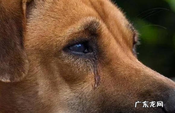 犬瘟 狗狗常见的病症是什么
