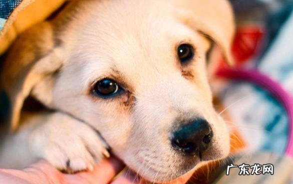 犬瘟 狗狗常见的病症是什么