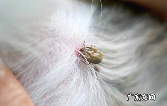 犬瘟 狗狗常见的病症是什么