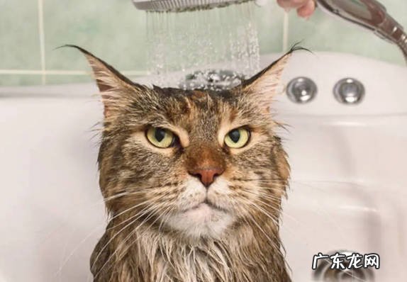 次数频繁 猫咪洗澡的注意事项是什么