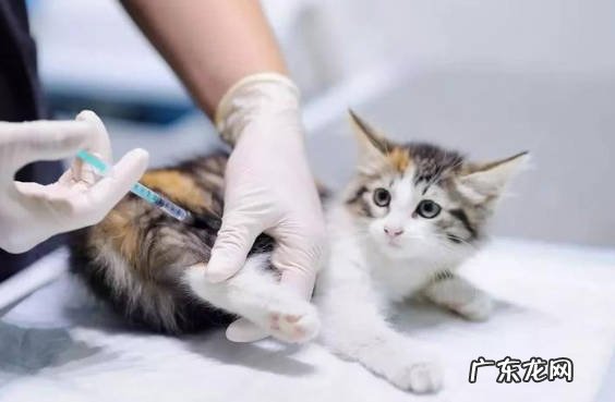 次数频繁 猫咪洗澡的注意事项是什么