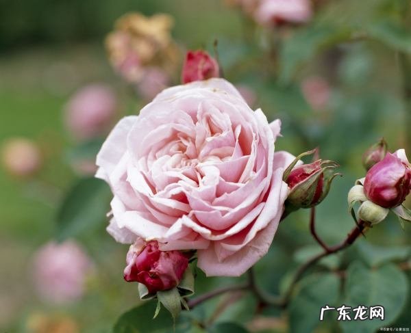 月季怎么换盆,月季花如何换盆土