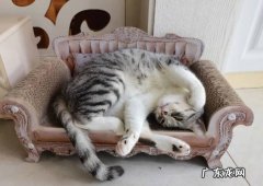 随意的睡姿 猫咪生活滋润的表现是什么