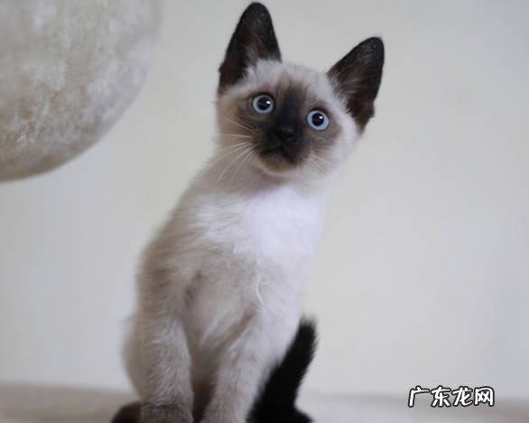 加菲猫 让人们放心喂养的猫咪有哪些