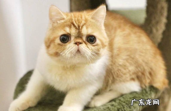 加菲猫 让人们放心喂养的猫咪有哪些