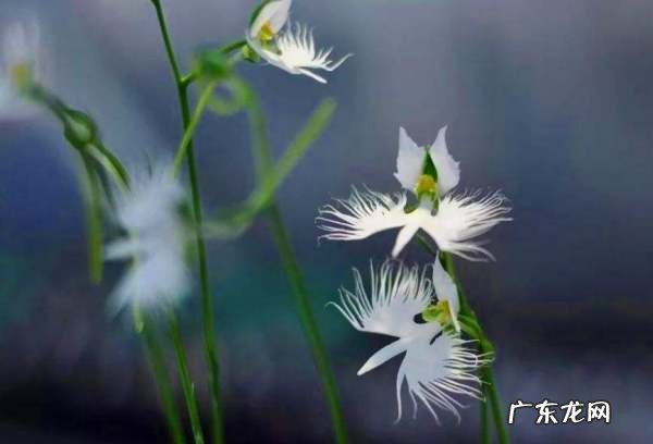 柿饼怎么保存比较好,柿饼储存条件温度
