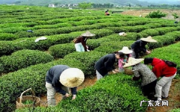 中国十大名茶是什么,中国十大名茶是哪十种