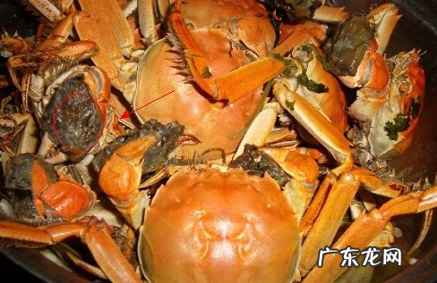 螃蟹里黑色的是屎,怎么区分蟹黄和屎 螃蟹的粑粑会煮出来么