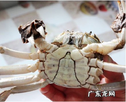 螃蟹里黑色的是屎,怎么区分蟹黄和屎 螃蟹的粑粑会煮出来么