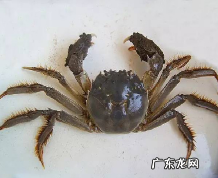 螃蟹里黑色的是屎,怎么区分蟹黄和屎 螃蟹的粑粑会煮出来么
