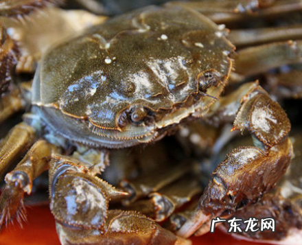 螃蟹里黑色的是屎,怎么区分蟹黄和屎 螃蟹的粑粑会煮出来么
