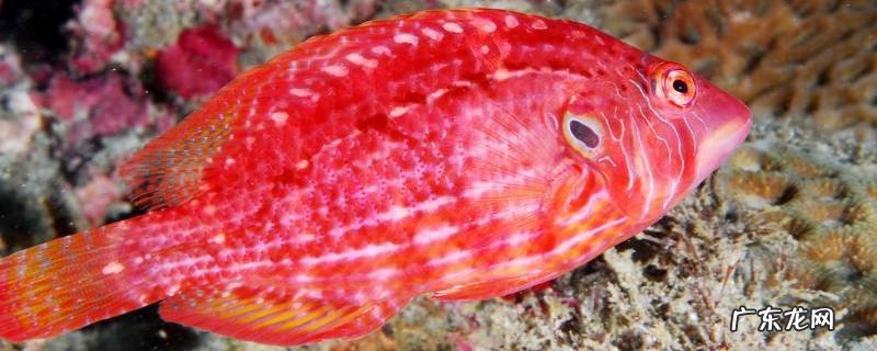 刺鱼的特点是什么 九棘刺鱼的特点