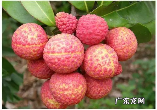 红毛丹是荔枝,红毛丹和荔枝哪个营养价值高