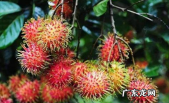 红毛丹是荔枝,红毛丹和荔枝哪个营养价值高