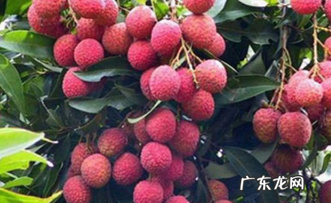 红毛丹是荔枝,红毛丹和荔枝哪个营养价值高